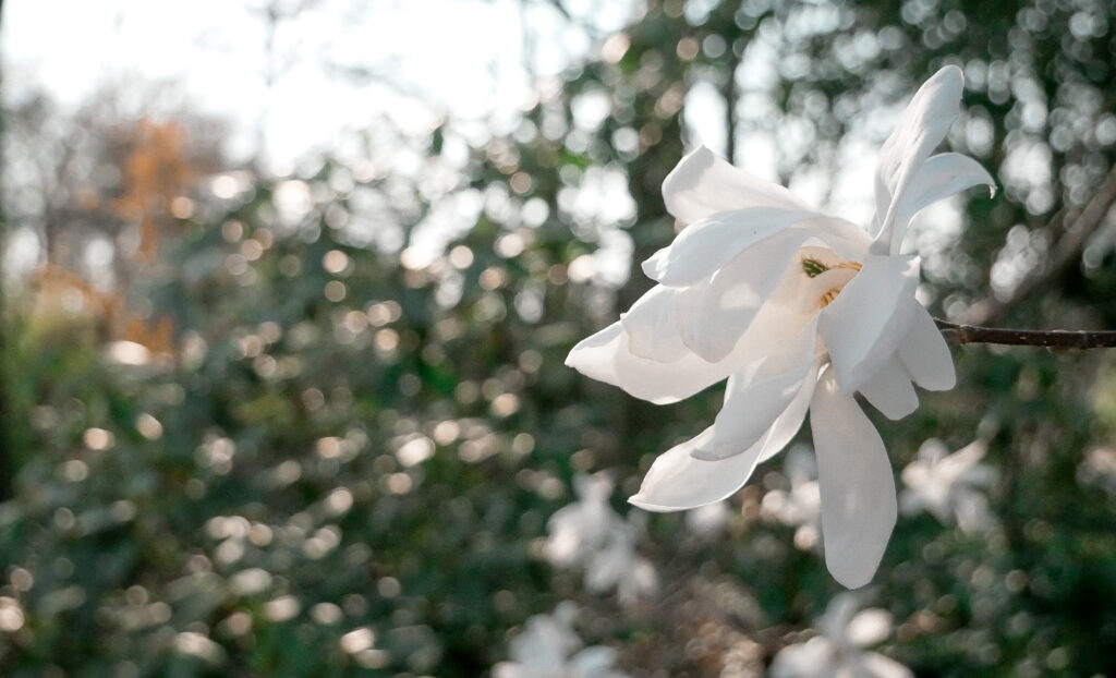 Weiße-Blume-Des-Friedens